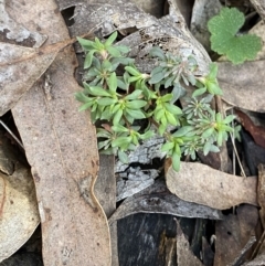 Poranthera microphylla at Bango, NSW - 25 Jun 2023 12:06 PM