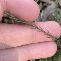 Dillwynia sericea at Bango, NSW - 25 Jun 2023 12:06 PM