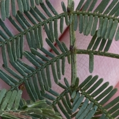 Acacia deanei subsp. deanei (Deane's Wattle) at Bango, NSW - 25 Jun 2023 by Tapirlord