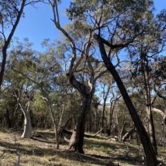 Eucalyptus melliodora (Yellow Box) at Grabben Gullen, NSW - 25 Jun 2023 by Tapirlord