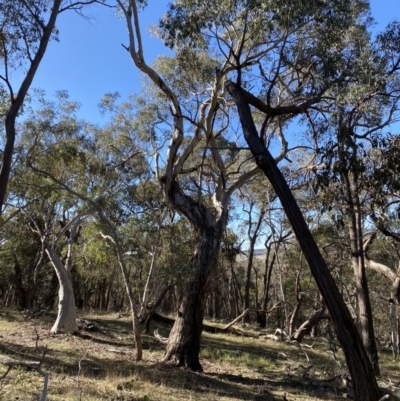 Eucalyptus melliodora (Yellow Box) at Grabben Gullen, NSW - 25 Jun 2023 by Tapirlord