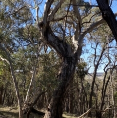 Eucalyptus melliodora at Grabben Gullen, NSW - 25 Jun 2023