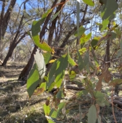 Eucalyptus dives (Broad-leaved Peppermint) at Bango Nature Reserve - 25 Jun 2023 by Tapirlord