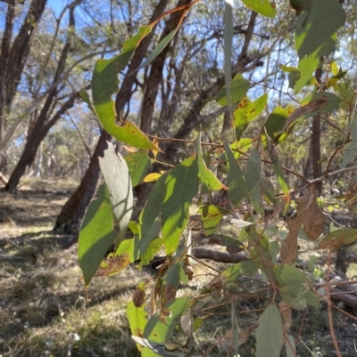 Eucalyptus dives (Broad-leaved Peppermint) at Bango Nature Reserve - 25 Jun 2023 by Tapirlord