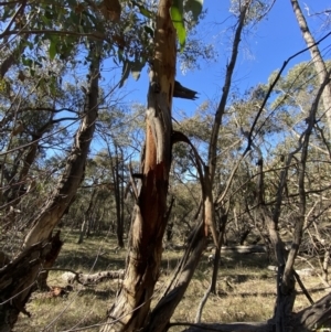 Eucalyptus dives at Grabben Gullen, NSW - 25 Jun 2023