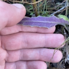 Senecio phelleus at Bango, NSW - 25 Jun 2023 11:36 AM