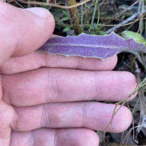 Senecio phelleus at Bango, NSW - 25 Jun 2023