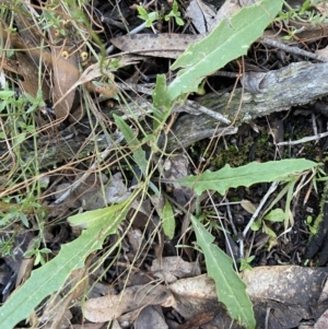 Senecio phelleus at Bango, NSW - 25 Jun 2023