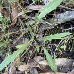 Senecio phelleus at Bango, NSW - 25 Jun 2023 11:36 AM