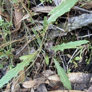 Senecio phelleus at Bango, NSW - 25 Jun 2023 11:36 AM