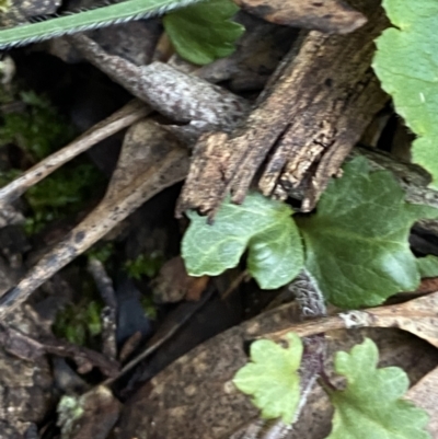 Veronica calycina (Hairy Speedwell) at Bango Nature Reserve - 25 Jun 2023 by Tapirlord