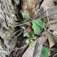 Veronica calycina at Bango, NSW - 25 Jun 2023 11:34 AM