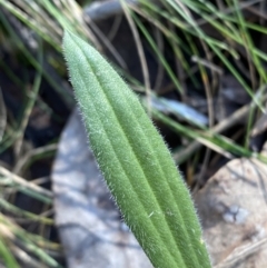 Plantago varia (Native Plaintain) at Bango Nature Reserve - 25 Jun 2023 by Tapirlord