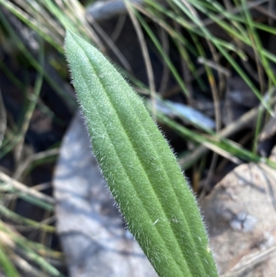 Plantago varia (Native Plaintain) at Bango Nature Reserve - 25 Jun 2023 by Tapirlord