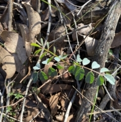 Indigofera australis subsp. australis at Bango, NSW - 25 Jun 2023 11:31 AM