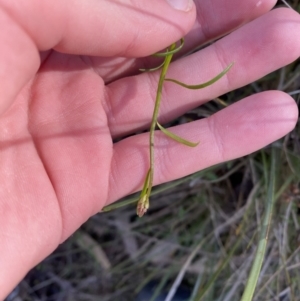 Stackhousia monogyna at Bango, NSW - 25 Jun 2023 11:30 AM