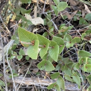 Platylobium montanum subsp. montanum at Bango, NSW - 25 Jun 2023 11:27 AM