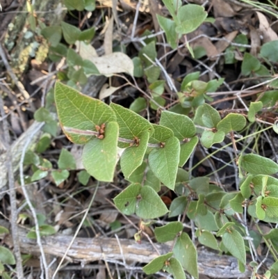 Platylobium montanum subsp. montanum (Mountain Flat Pea) at Bango, NSW - 25 Jun 2023 by Tapirlord
