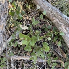 Platylobium montanum subsp. montanum at Bango, NSW - 25 Jun 2023 11:27 AM