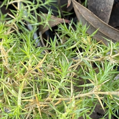 Stellaria pungens (Prickly Starwort) at Bango Nature Reserve - 25 Jun 2023 by Tapirlord