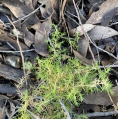 Stellaria pungens at Bango, NSW - 25 Jun 2023