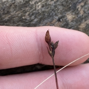 Hypericum gramineum at Bango, NSW - 25 Jun 2023