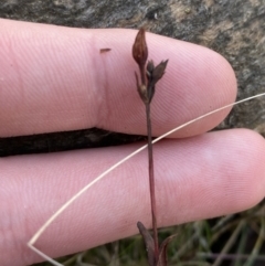 Hypericum gramineum at Bango, NSW - 25 Jun 2023