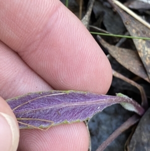 Senecio prenanthoides at Bango, NSW - 25 Jun 2023