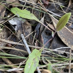 Senecio prenanthoides at Bango, NSW - 25 Jun 2023