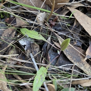 Senecio prenanthoides at Bango, NSW - 25 Jun 2023 11:25 AM