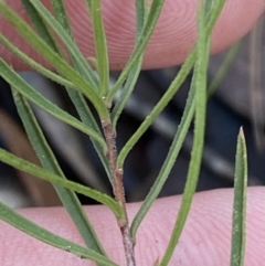 Cheiranthera linearis (Finger Flower) at Bango, NSW - 25 Jun 2023 by Tapirlord