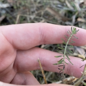 Cassinia sifton at Bango, NSW - 25 Jun 2023