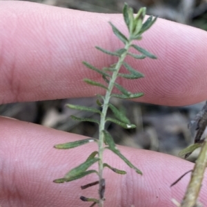 Cassinia sifton at Bango, NSW - 25 Jun 2023