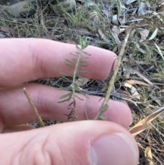 Cassinia sifton at Bango, NSW - 25 Jun 2023