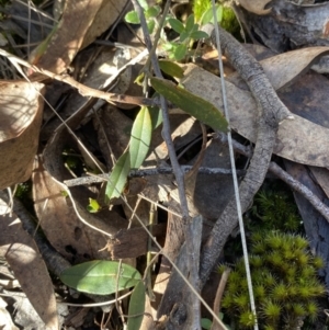 Hovea heterophylla at Bango, NSW - 25 Jun 2023 11:09 AM