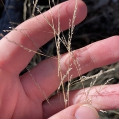 Poa sieberiana (Poa Tussock) at Bango, NSW - 25 Jun 2023 by Tapirlord