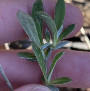 Chrysocephalum apiculatum at Bango, NSW - 25 Jun 2023