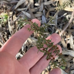 Acacia gunnii (Ploughshare Wattle) at Bango, NSW - 25 Jun 2023 by Tapirlord