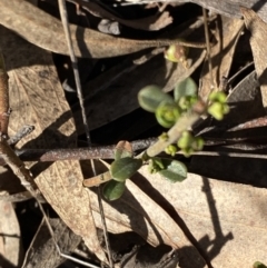Phyllanthus occidentalis (Thyme Spurge) at Bango, NSW - 25 Jun 2023 by Tapirlord