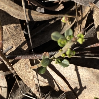 Phyllanthus occidentalis (Thyme Spurge) at Bango Nature Reserve - 25 Jun 2023 by Tapirlord