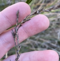 Lepidosperma laterale (Variable Sword Sedge) at Bango, NSW - 25 Jun 2023 by Tapirlord