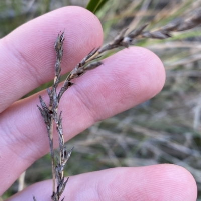 Lepidosperma laterale (Variable Sword Sedge) at Bango Nature Reserve - 25 Jun 2023 by Tapirlord