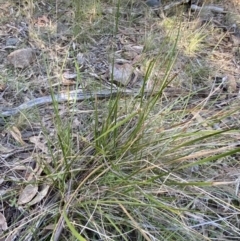 Lepidosperma laterale at Bango, NSW - 25 Jun 2023