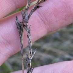 Lepidosperma laterale at Bango, NSW - 25 Jun 2023