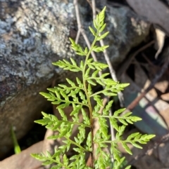 Cheilanthes austrotenuifolia at Bango, NSW - 25 Jun 2023