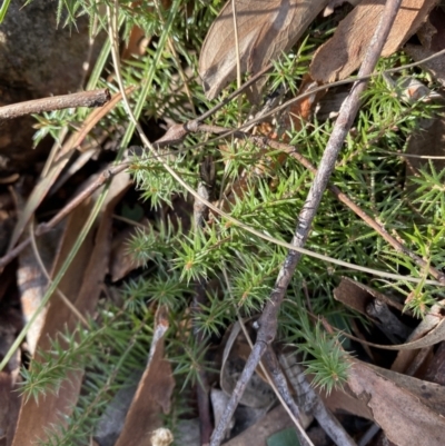 Acrotriche serrulata (Ground-berry) at Bango, NSW - 25 Jun 2023 by Tapirlord