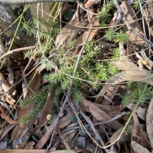 Acrotriche serrulata at Bango, NSW - 25 Jun 2023