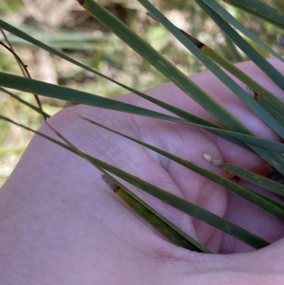 Lomandra filiformis subsp. filiformis (Wattle Matrush) at Bango, NSW - 25 Jun 2023 by Tapirlord