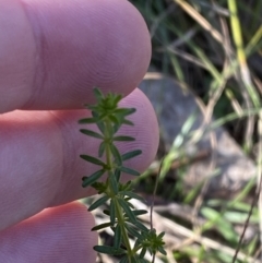 Asperula conferta at Bango, NSW - 25 Jun 2023 10:06 AM