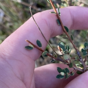 Brachyloma daphnoides at Bango, NSW - 25 Jun 2023 10:06 AM